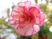 carnations flower
