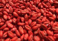 seed coating polymer