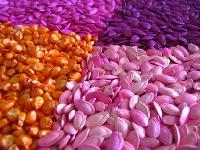Seed Coating Polymers