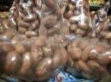 Bitter Kola Nuts