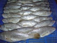 Silver Croaker Fish