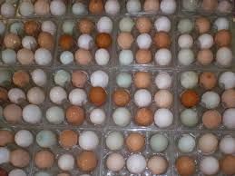 Parrot Eggs