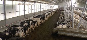 Cow Cubicle