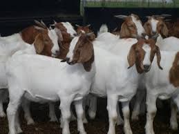  Live Sheep