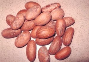 Bitter Kola Nuts