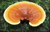 Reishi Mushrooms (Ganoderma)