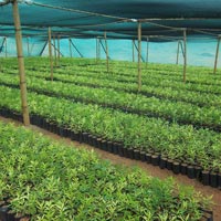 Sapling Plant