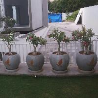 Planter Pot