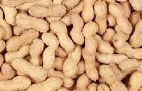 Shelled Groundnuts