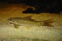 Garra Rufa Fish