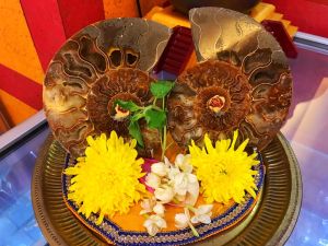 Sri Shalagram - (Large)