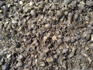 Palm Kernel Shells