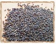 poppy seeds