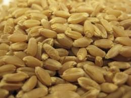 wheat seeds