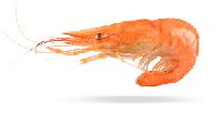 cold water shrimp