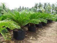 Cycas Revoluta Plant