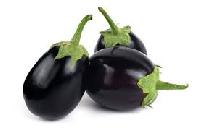 fresh brinjal