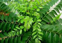 Curry Leaves - Fresh & dry
