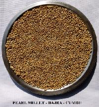 Pearl Millet - Bajra - Green Millet