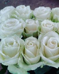 Fresh White Roses