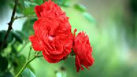 Fresh Light Red Roses