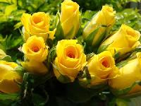 Fresh Yellow Roses
