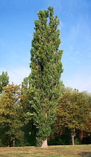 Poplar Wood Plant
