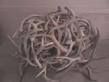 Red Deer Antlers and Horns