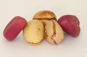 Fresh Kola Nut