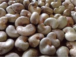 Cashew Nuts Export