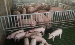 breeding pigs
