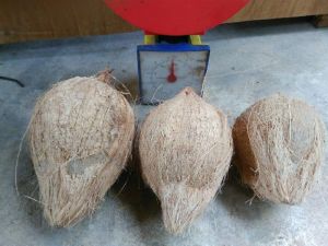 Coconut Husk