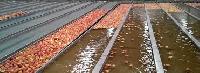 fruits sorting lines