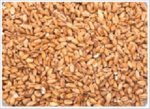 wheat malt
