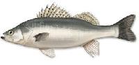 Asian Sea Bass
