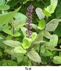 Herbal Holy Basil Dry Leaves