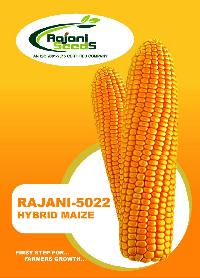Rajani-5022 Hybrid Maize Seeds