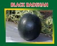 Black Badshah Hybrid Watermelon Seeds