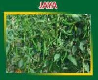 Jaya Hybrid Green Chilli Seeds