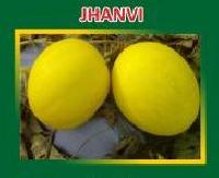 Jhanvi Hybrid Muskmelon Seeds