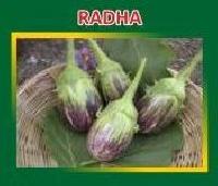 Radha Hybrid Brinjal Seeds