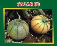 Sagar-60 Hybrid Muskmelon Seeds