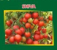 Shiva Hybrid Tomato Seeds