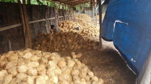 Dried Coconut