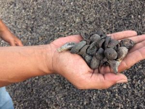 Palm Kernel Shell