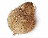 Matured Coconut