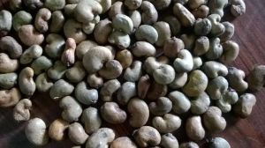 cashew nuts cashew nuts