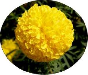 Yellow Marigold Seeds