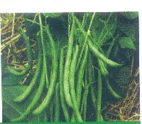 Laxmi Cluster Bean Seeds