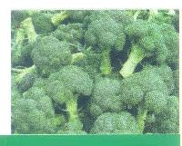 Green Broccoli Seeds